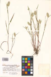 Eremopyrum orientale (L.) Jaub. & Spach, Eastern Europe, Moscow region (E4a) (Russia)