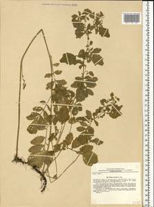 Rorippa sylvestris (L.) Besser, Eastern Europe, North Ukrainian region (E11) (Ukraine)