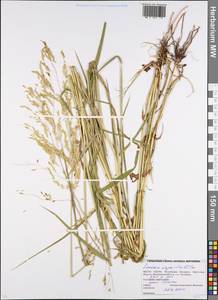 Leersia oryzoides (L.) Sw., Eastern Europe, Belarus (E3a) (Belarus)