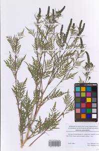 Ambrosia artemisiifolia L., Eastern Europe, Moscow region (E4a) (Russia)