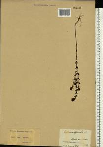 Euphrasia, Eastern Europe, North Ukrainian region (E11) (Ukraine)