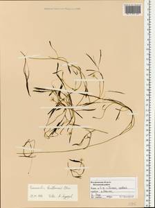 Ranunculus kauffmanii P. Clerc, Eastern Europe, Central forest region (E5) (Russia)