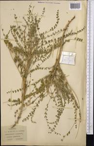 Astragalus, Middle Asia, Karakum (M6) (Turkmenistan)