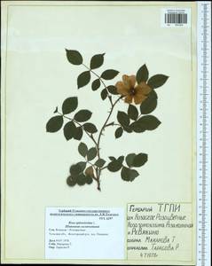 Rosa spinosissima L., Eastern Europe, Central region (E4) (Russia)