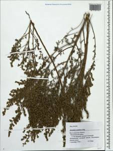 Artemisia austriaca Jacq., Eastern Europe, Lower Volga region (E9) (Russia)