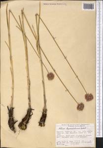 Allium hymenorhizum Ledeb., Middle Asia, Northern & Central Tian Shan (M4) (Kyrgyzstan)