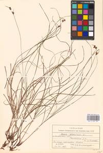 Carex globularis L., Eastern Europe, Moscow region (E4a) (Russia)