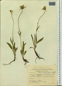 Arnica intermedia Turcz., Siberia, Chukotka & Kamchatka (S7) (Russia)