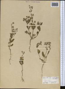 Helianthemum salicifolium (L.) Miller, Middle Asia, Kopet Dag, Badkhyz, Small & Great Balkhan (M1) (Turkmenistan)
