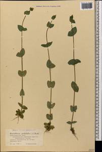 Blackstonia perfoliata, Caucasus, Black Sea Shore (from Novorossiysk to Adler) (K3) (Russia)