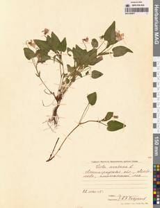 Viola elatior Fr., Eastern Europe, North-Western region (E2) (Russia)