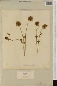 Trifolium stellatum L., Western Europe (EUR) (Italy)
