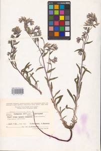 MHA 0 153 808, Onosma tinctoria M. Bieb., Eastern Europe, Lower Volga region (E9) (Russia)