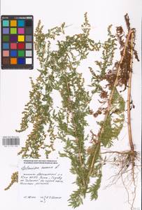 Artemisia annua L., Eastern Europe, Moscow region (E4a) (Russia)