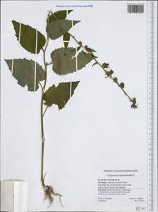 Campanula rapunculoides L., Western Europe (EUR) (Germany)