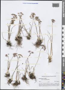 Allium, Siberia, Altai & Sayany Mountains (S2) (Russia)