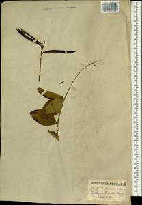 Lathyrus davidii Hance, South Asia, South Asia (Asia outside ex-Soviet states and Mongolia) (ASIA) (Japan)