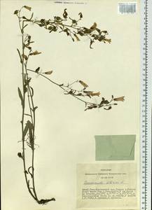 Campanula sibirica L., Siberia, Altai & Sayany Mountains (S2) (Russia)