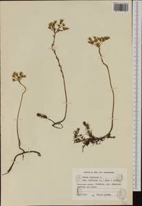 Petrosedum rupestre subsp. rupestre, Western Europe (EUR) (Finland)