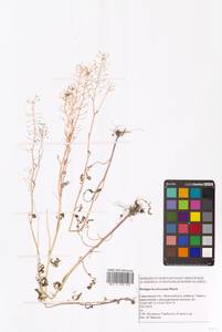 Rorippa brachycarpa (C.A.Mey.) Hayek, Eastern Europe, Lower Volga region (E9) (Russia)