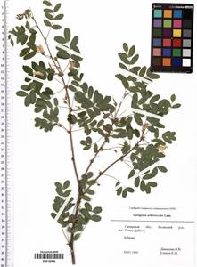 Caragana arborescens Lam., Eastern Europe, Middle Volga region (E8) (Russia)