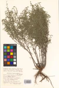 Artemisia taurica Willd., Eastern Europe, Lower Volga region (E9) (Russia)
