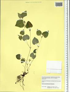 Viola sacchalinensis H. Boissieu, Siberia, Baikal & Transbaikal region (S4) (Russia)