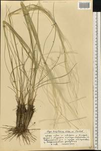 Stipa borysthenica Klokov ex Prokudin, Eastern Europe, South Ukrainian region (E12) (Ukraine)