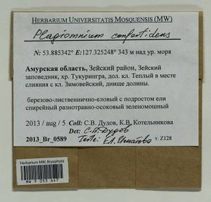 Plagiomnium confertidens (Lindb. & Arnell) T.J. Kop., Bryophytes, Bryophytes - Russian Far East (excl. Chukotka & Kamchatka) (B20) (Russia)