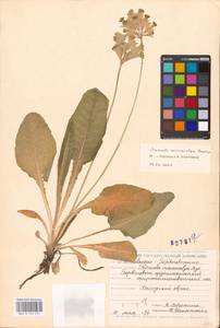 Primula veris subsp. macrocalyx (Bunge) Lüdi, Eastern Europe, Middle Volga region (E8) (Russia)