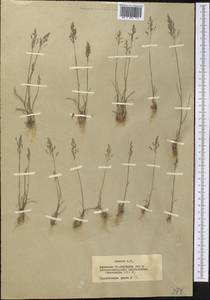 Catabrosella humilis (M.Bieb.) Tzvelev, Middle Asia, Northern & Central Tian Shan (M4) (Kazakhstan)