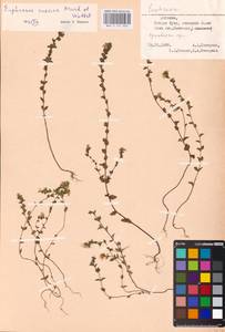 MHA 0 161 840, Euphrasia stricta var. suecica (Murb. & Wettst. ex Wettst.) Karlsson, Eastern Europe, Estonia (E2c) (Estonia)