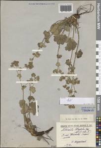 Alchemilla lithophila Juz., Eastern Europe, Central forest-and-steppe region (E6) (Russia)