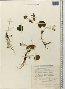 Primula renifolia Volgunov, Caucasus, Stavropol Krai, Karachay-Cherkessia & Kabardino-Balkaria (K1b) (Russia)