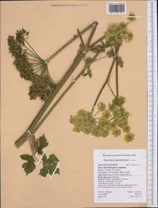 Heracleum sphondylium, Western Europe (EUR) (United Kingdom)