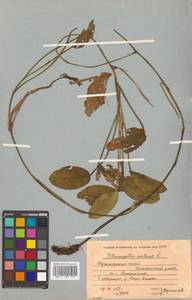 Potamogeton natans L., Siberia, Russian Far East (S6) (Russia)