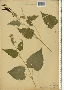 Lunaria rediviva L., Eastern Europe, Moscow region (E4a) (Russia)