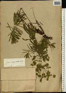 Euphorbia tommasiniana Bertol., Eastern Europe, Moscow region (E4a) (Russia)
