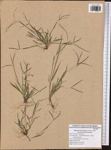 Digitaria ischaemum (Schreb.) Muhl., Eastern Europe, Central region (E4) (Russia)