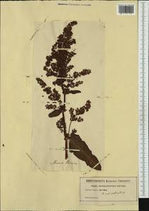 Rumex patientia L., Western Europe (EUR) (Not classified)