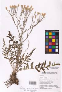 Klasea erucifolia (L.) Greuter & Wagenitz, Eastern Europe, Lower Volga region (E9) (Russia)