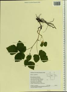 Rubus saxatilis L., Eastern Europe, Central region (E4) (Russia)