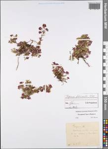 Thymus glabricaulis Klokov, Eastern Europe, Northern region (E1) (Russia)