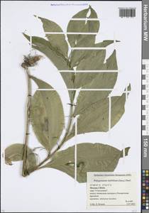 Polygonatum latifolium (Jacq.) Desf., Eastern Europe, Moscow region (E4a) (Russia)