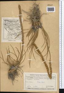 Triglochin maritima L., Middle Asia, Muyunkumy, Balkhash & Betpak-Dala (M9) (Kazakhstan)