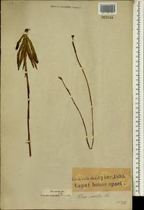 Disa racemosa L.f., Africa (AFR) (South Africa)
