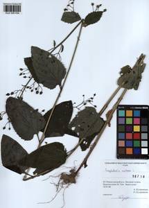 Scrophularia nodosa L., Siberia, Altai & Sayany Mountains (S2) (Russia)