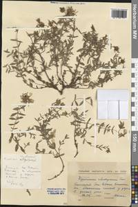 Hypericum cerastoides (Spach) N. Robson, Western Europe (EUR) (Bulgaria)
