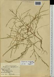 Corispermum declinatum Steph. ex Stev., Eastern Europe, Middle Volga region (E8) (Russia)