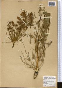 Schrenkia golickeana (Regel & Schmalh.) B.Fedtsch., Middle Asia, Northern & Central Tian Shan (M4) (Kazakhstan)